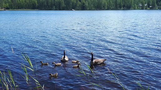 Требовательная семейка на озере.