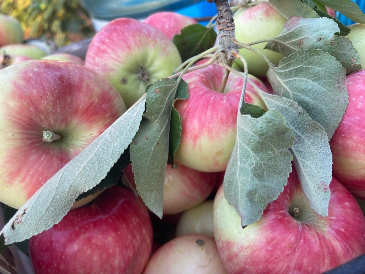 Школа и театр жизни одновременно, или Моя первая профессия