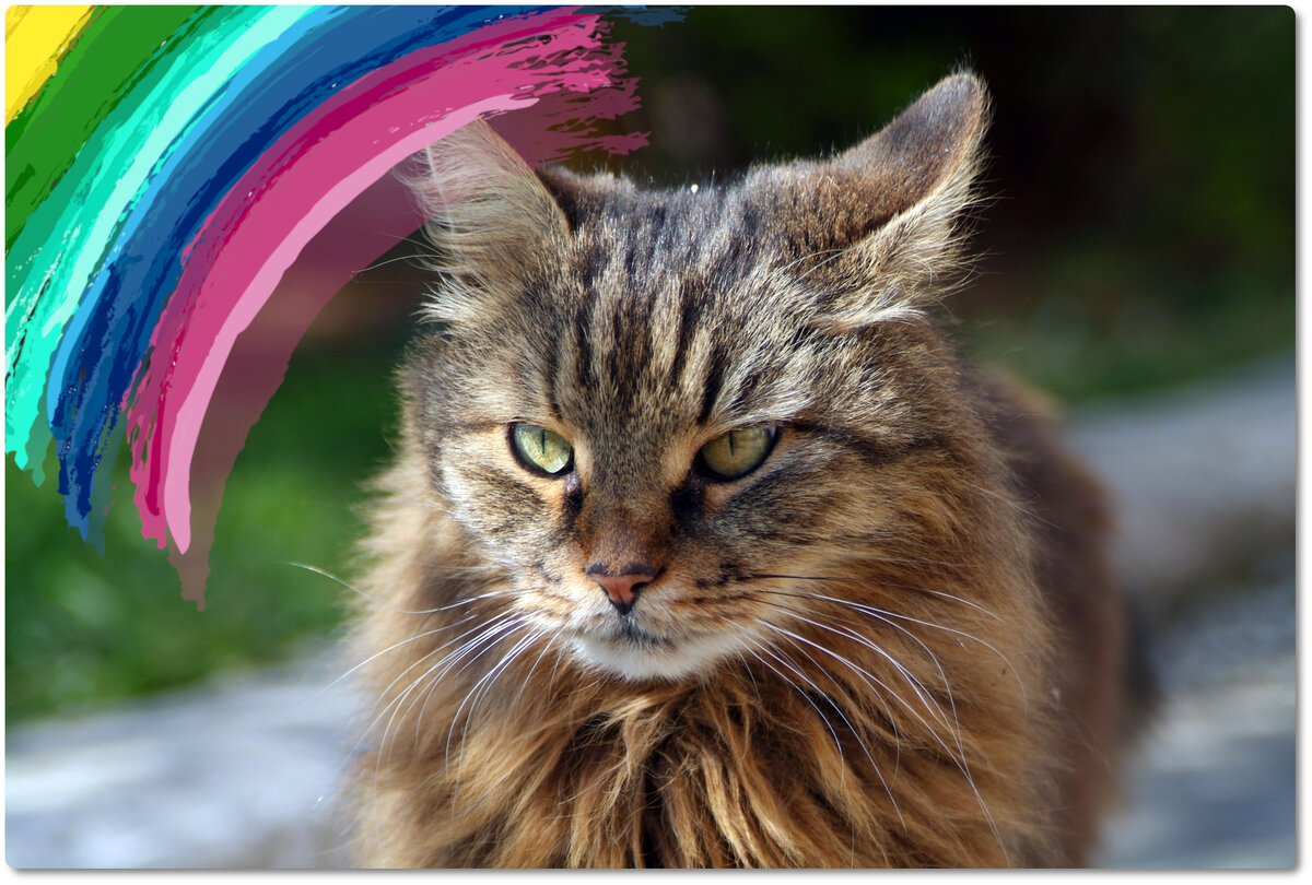 Любимый кот Барс (Фото, коллаж: Мост Радуги)