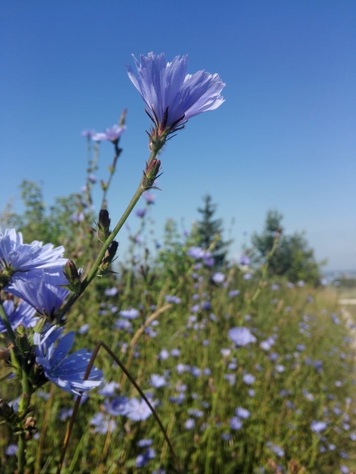 цикорий в нашей деревне