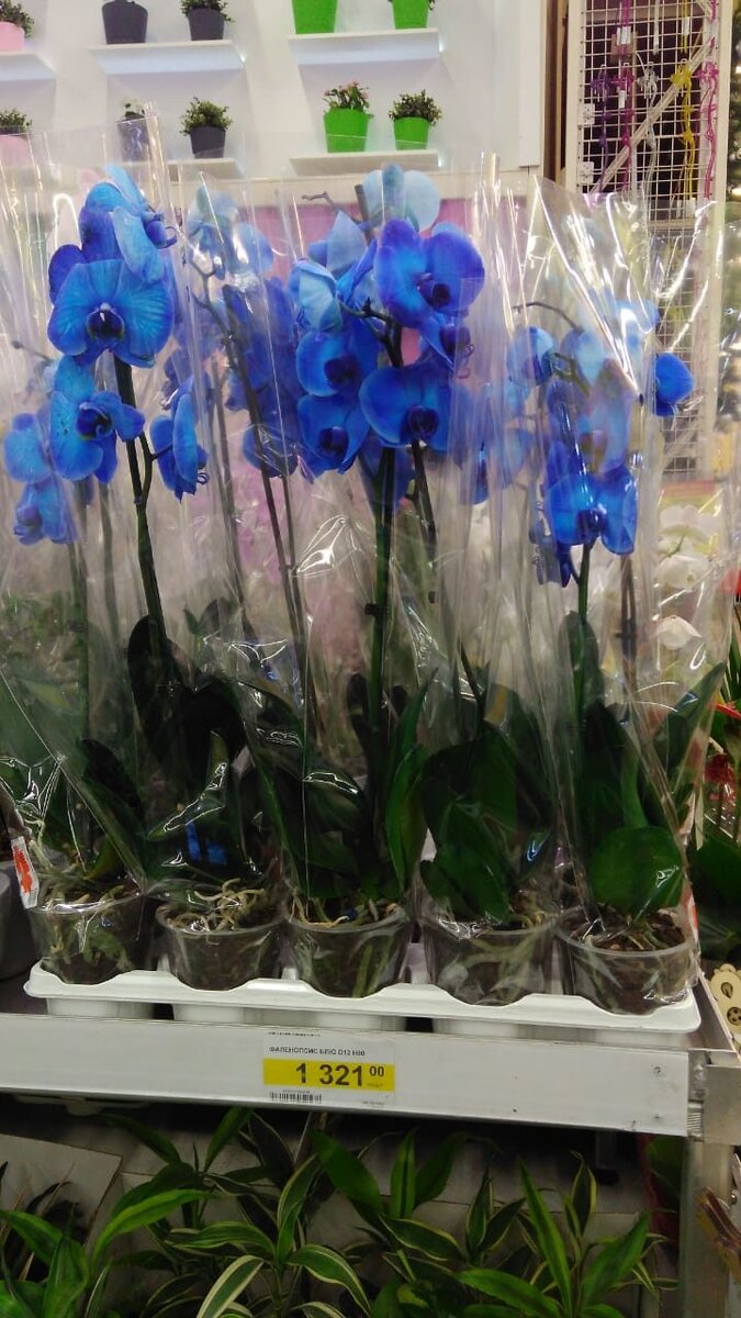 Купить орхидею в чебоксарах. Орхидея Чебоксары. Орхидеи любовь. Орхидея Чебоксары цвету. Орхидея Чебоксары цветы.
