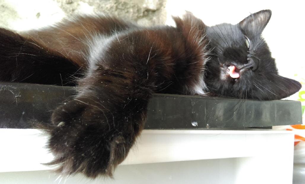 - Это я типа такая вся лежу и требую принесть весь ужин под мою длань!
