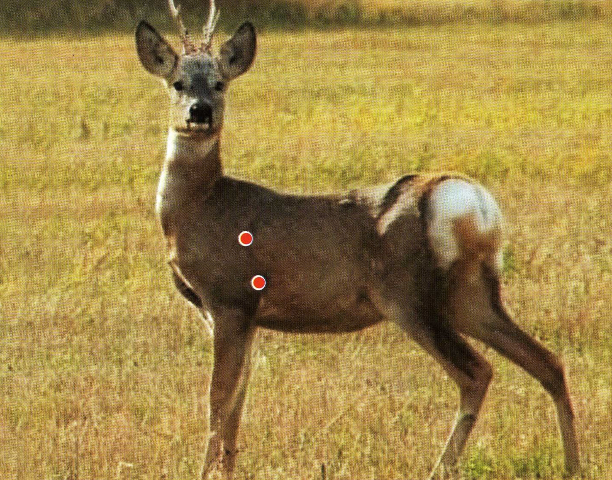 рис. В.В. Бояринов