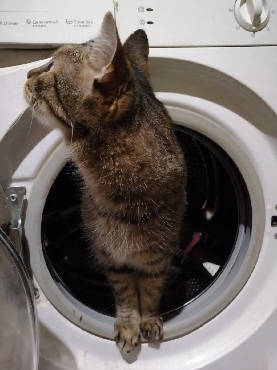 Жора. Самый главный и первый наш кот