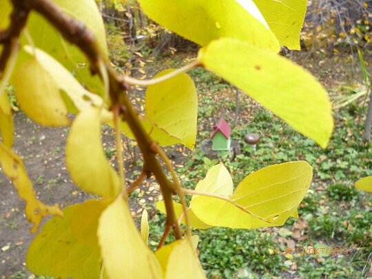 Корчевание старых деревьев – занятие трудоёмкое, требует немало усилий и времени. А что, если дать волю фантазии и превратить пенёк, в один из составных объектов «ландшафтного дизайна»? Вот такой миниатюрный домик в глубине дачного участка, стоящий на старом пне среди кустов садовой земляники, создаст необычный,  сказочный колорит. Прекрасным дополнением послужит и чудо-гриб, «выросший» неподалёку.