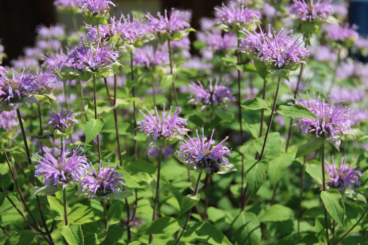 Монарда violacea