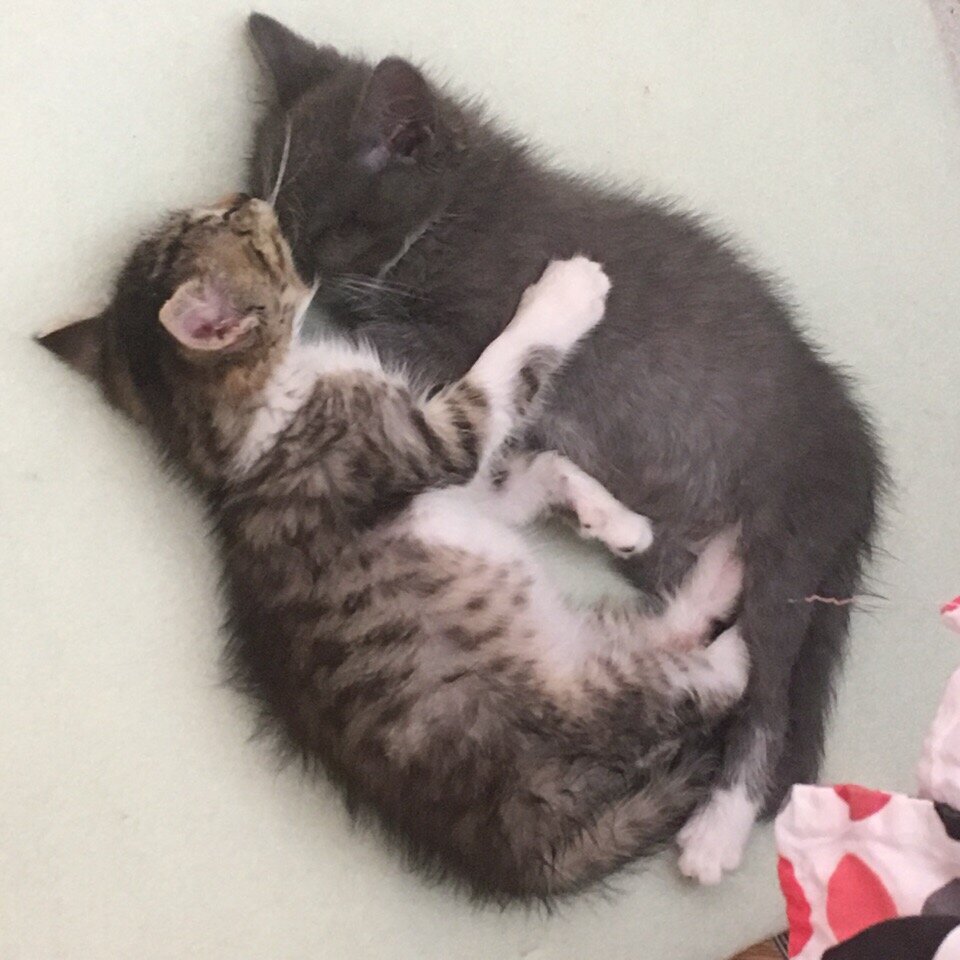 Как живут слепые кошки