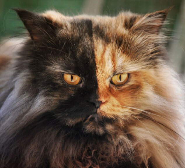 Паффи (Сербия). Листайте, не пожалеете.