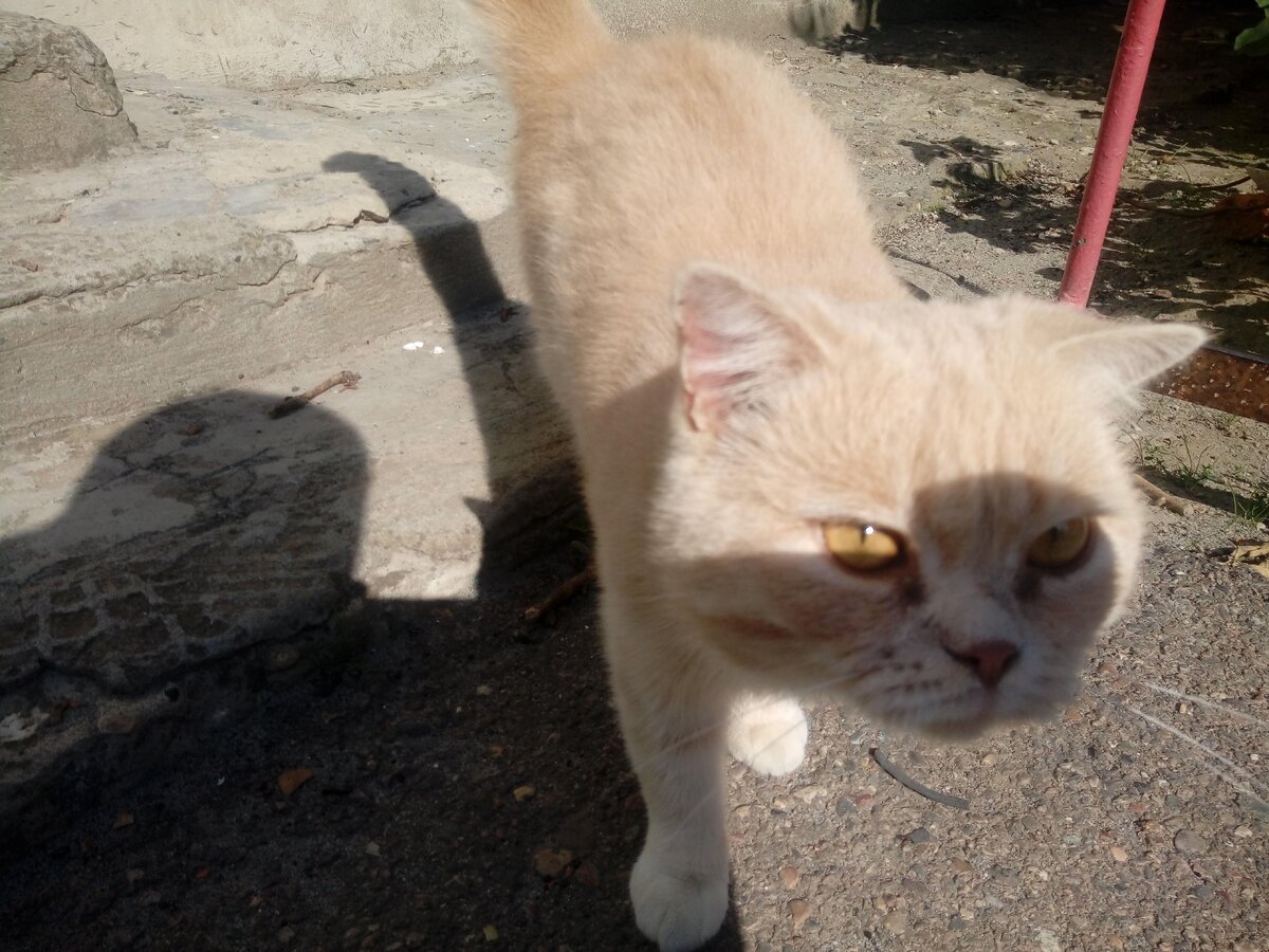 Мягкий, ухоженный котик