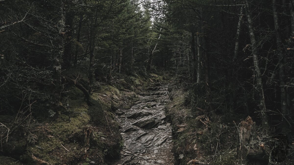 Фото автора Matt Hatchett : Pexels 