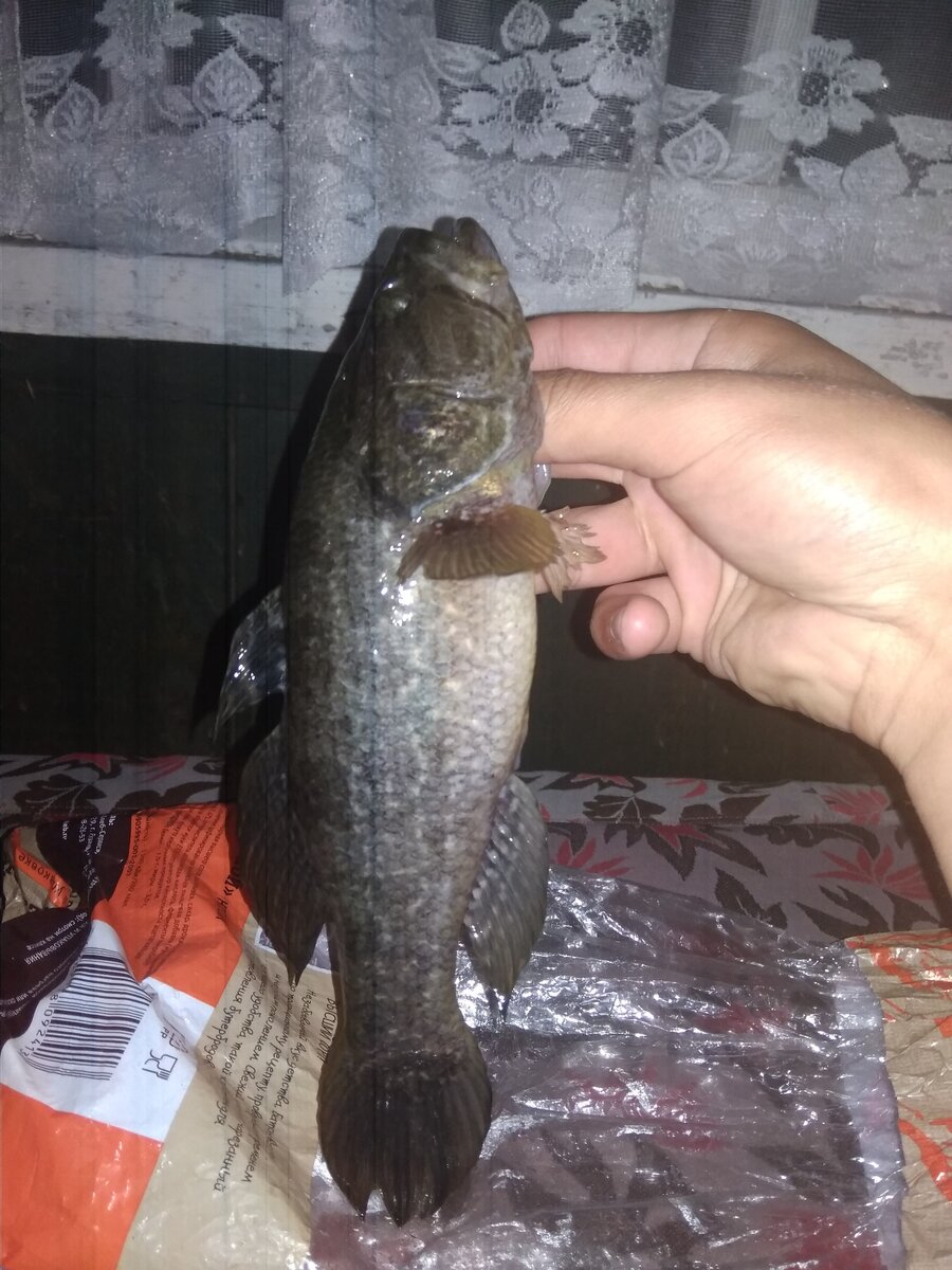 любитель колбасы