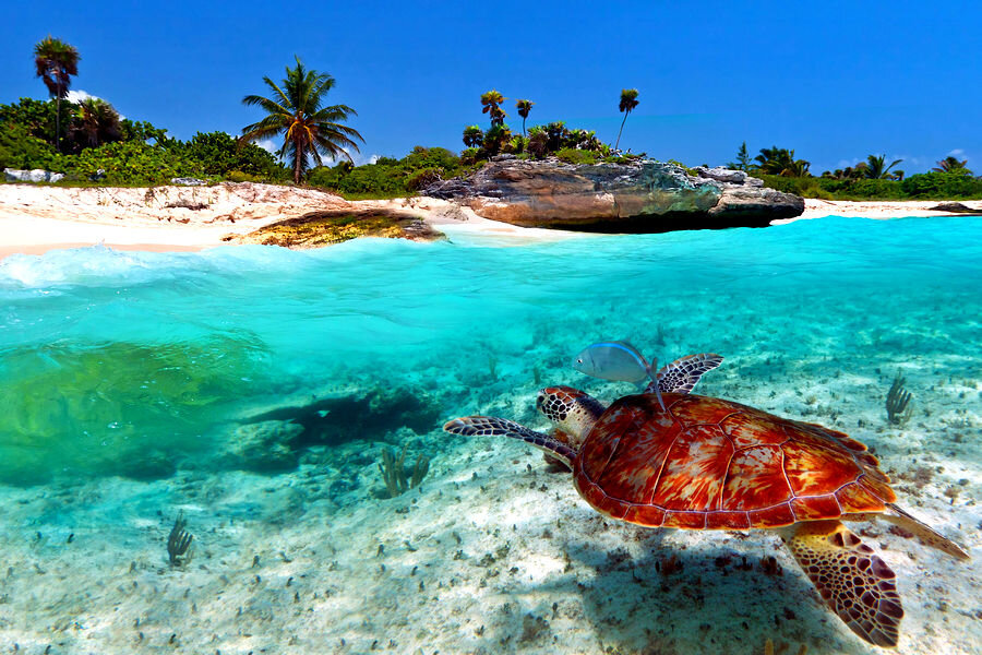 Проведи свой отпуск на Карибском море. Фотография из интернет источника.
