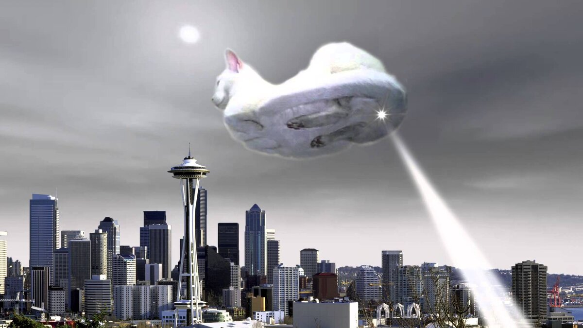 Источник фото: https://thecatsite.com/attachments/cat-ufo-jpg.200784/