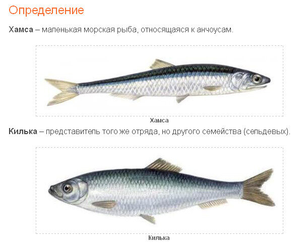 Килька более жирная и крупная, однако, это не делает хамсу менее вкусной. 