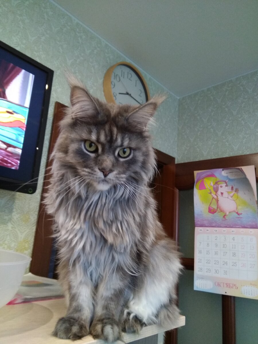 Да,согласна,НАДО каждый день чесать. Но вот нет на это ни сил,ни времени,ни желания,честно.