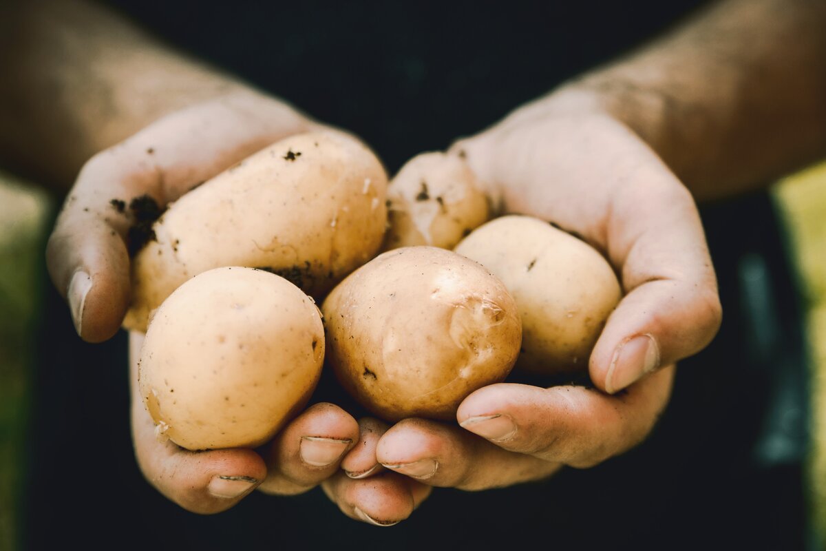 Не откаывайтесь от картошки: полезные свойства продукта