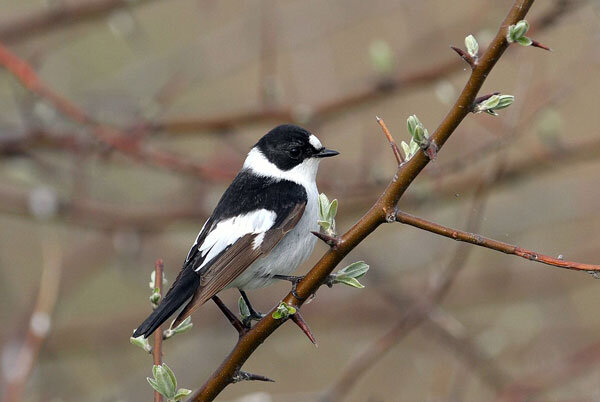 Мухоловка-белошейка, источник фото: avesexoticas.org