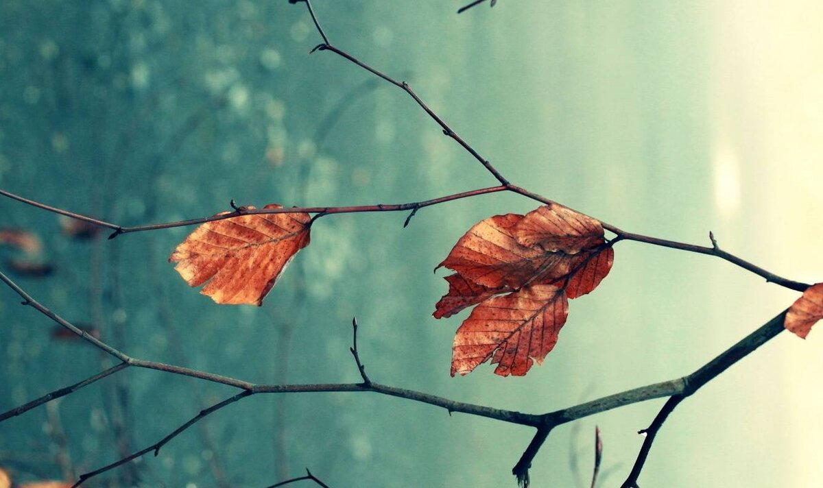 фото яндекс картинки