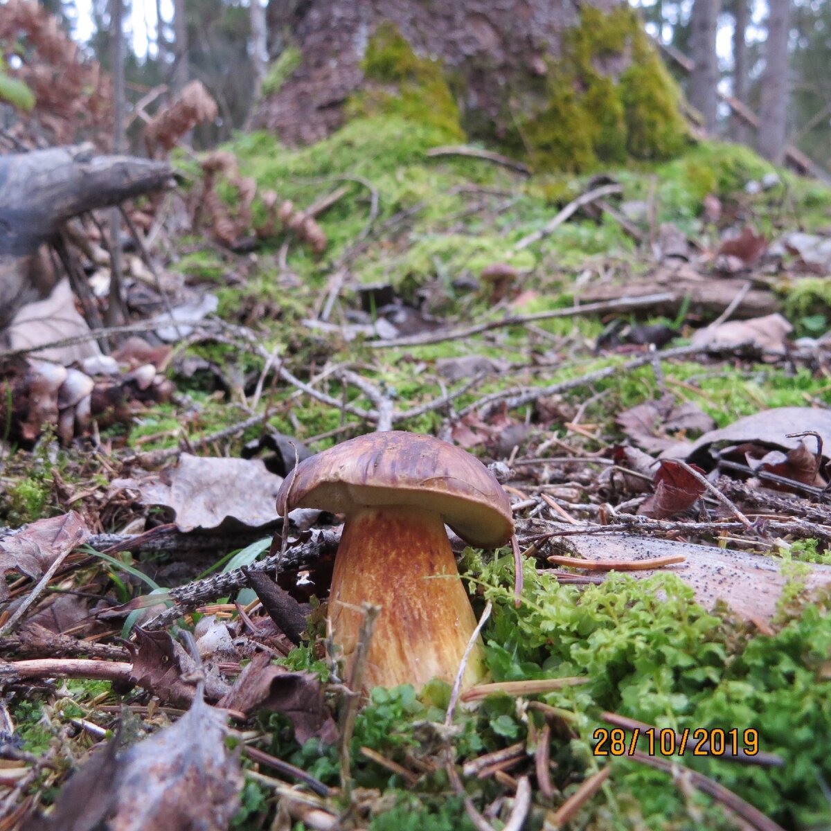 Этот - красавец!