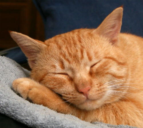 Сколько спят кошки | Лапа помощи | Дзен