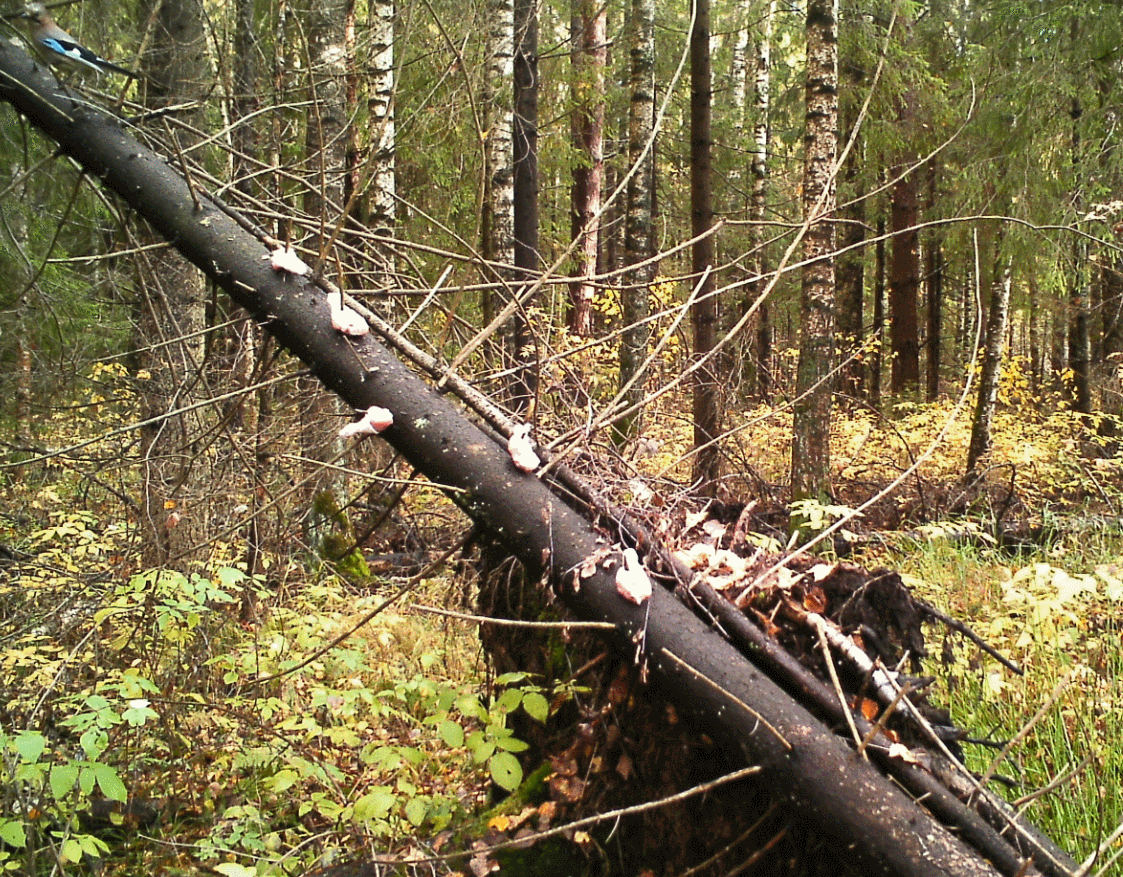 Это первый день, сойка нашла еду.А ночью орудует мышка.