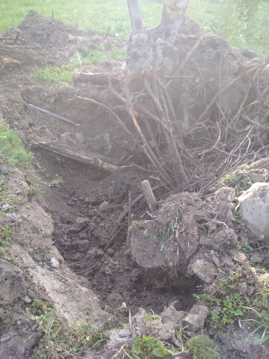 "похороненый" пень. фото автора.