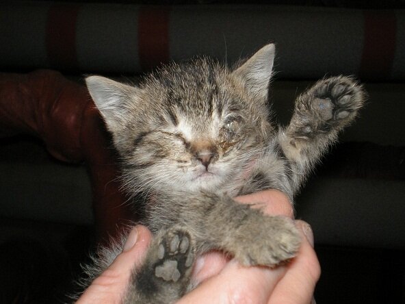 Тут не очень видно, но правый глаз навыкате и весь залеплен шерстью и гноем и всякой грязью.