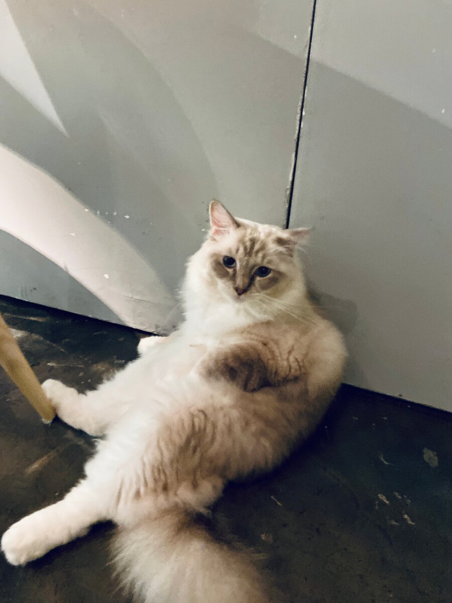 Котик породы Регдолл.