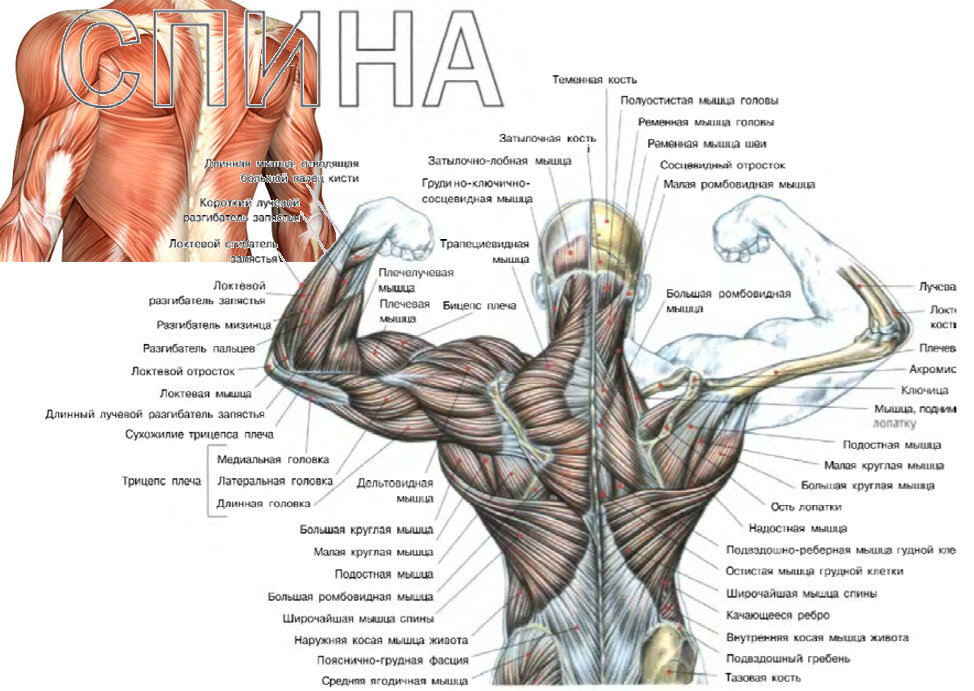 Широчайшие мышцы спины упражнения в зале