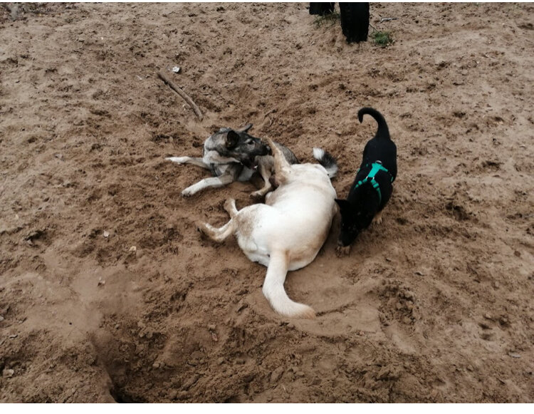 Но за то Люксик с ней дружит по полной программе! 