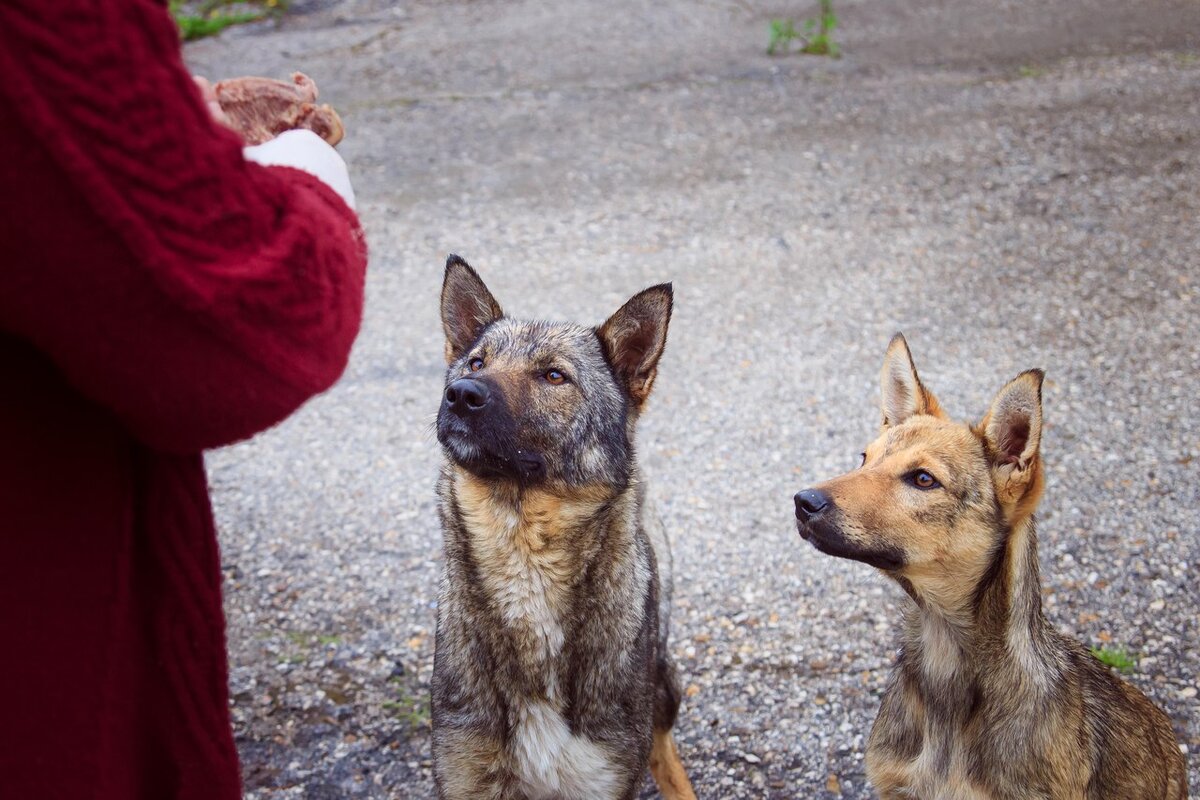 Мы выгребли из багажников двух машин все съестное, но и его оказалось мало...