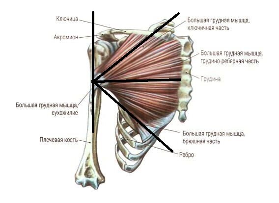 Развитие мускулатуры грудных мышц проект
