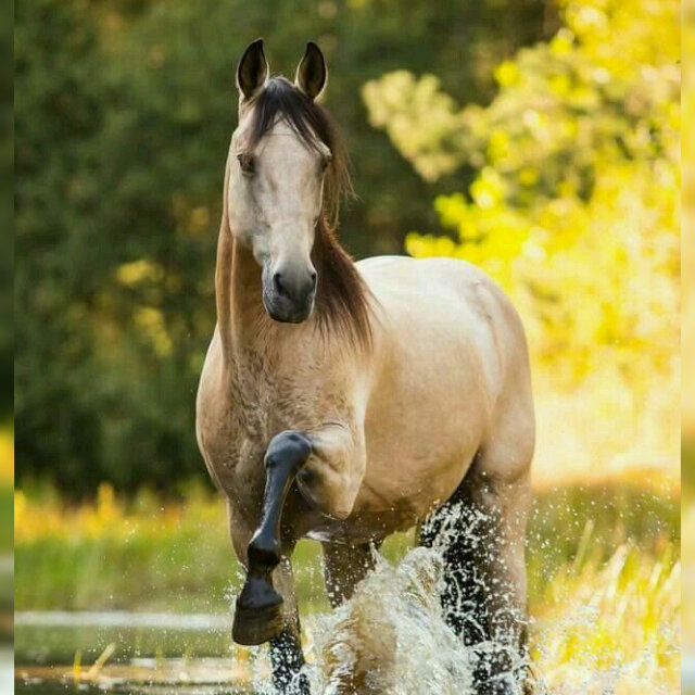 Яндекс-фото 