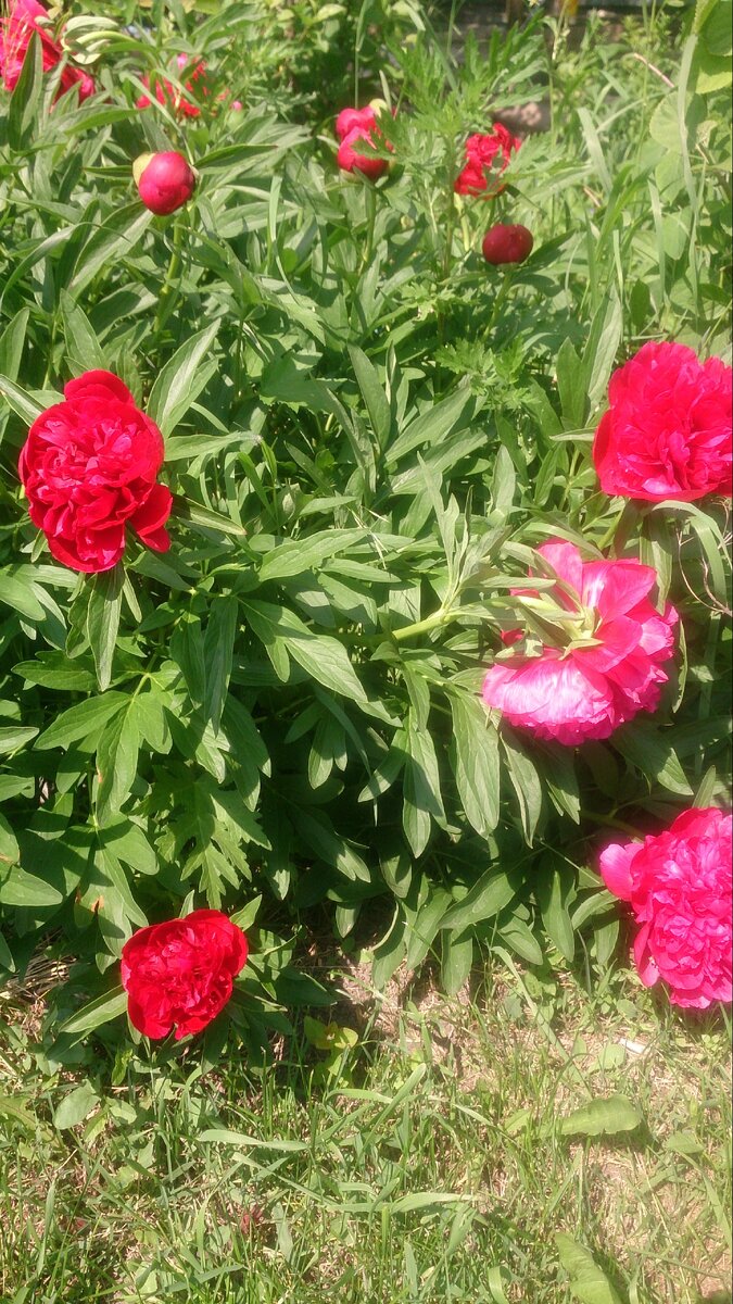 Красавец пион.