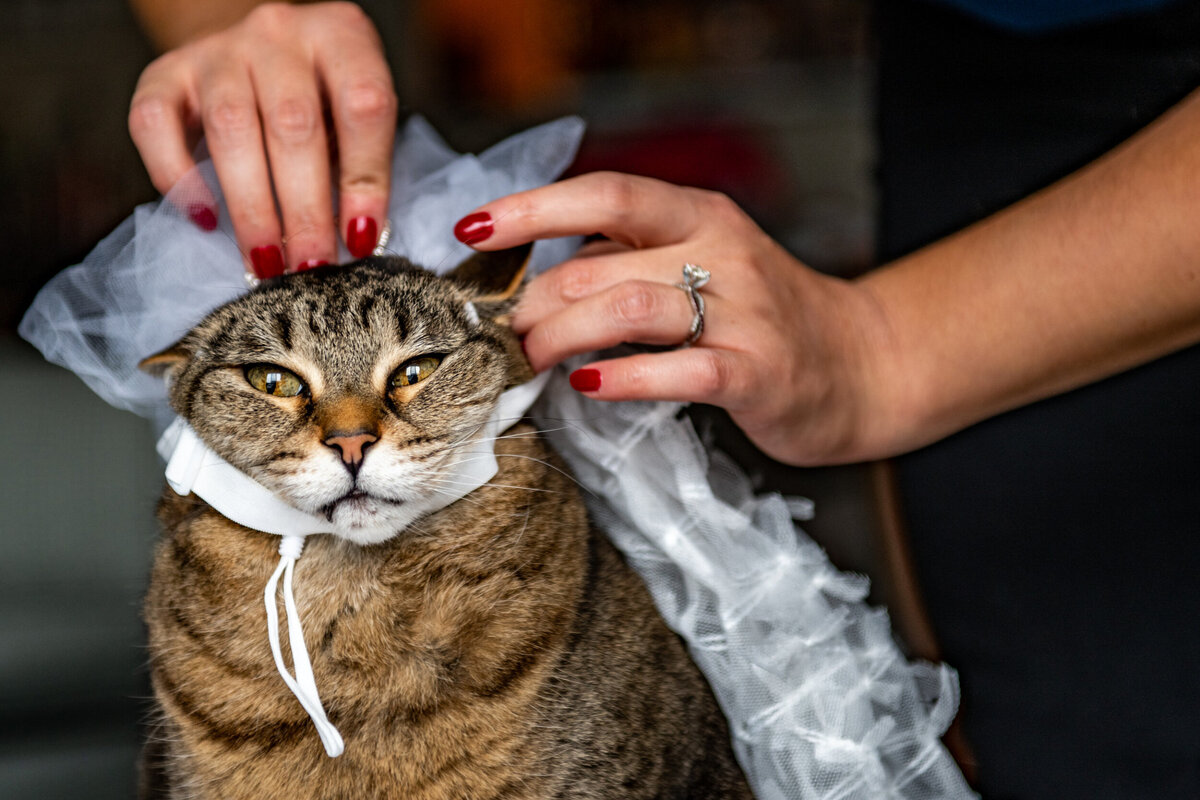 Кот в свадебном платье
