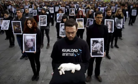 акция в защиту животных