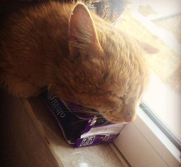 На столько мягкие и удобные.Даже для кота