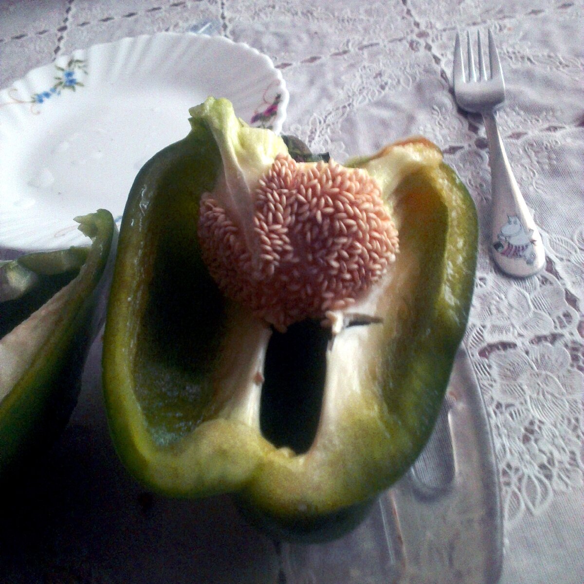 Даже семенник то какой громадный, семян в нем невероятно много.