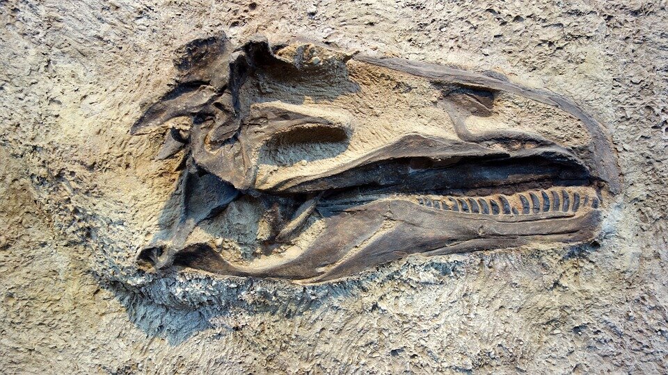 Животное, жившее до динозавров. Источник фото http://www.planetanovosti.com 