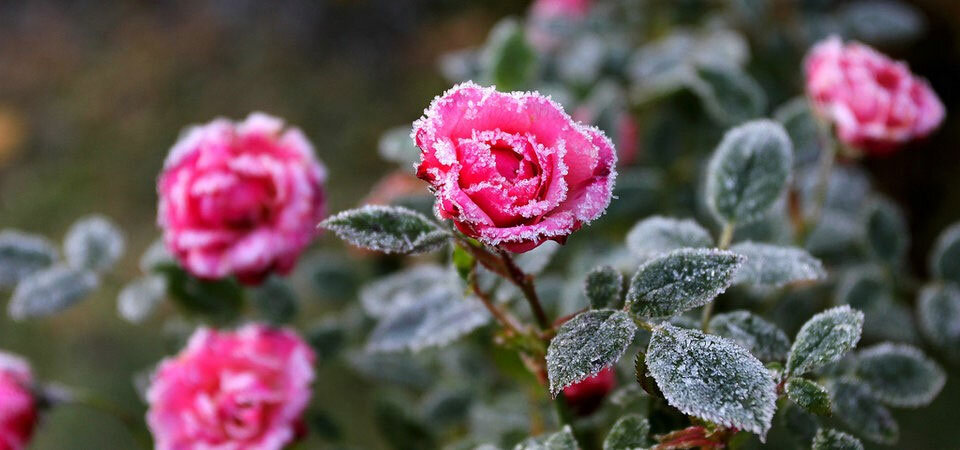 На высоте 4600 метров над уровнем моря в Тибере растёт Ледяная роза