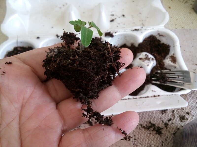 Как такой длинный главный корешок мог уместиться в ячейки яичной кассеты?! 