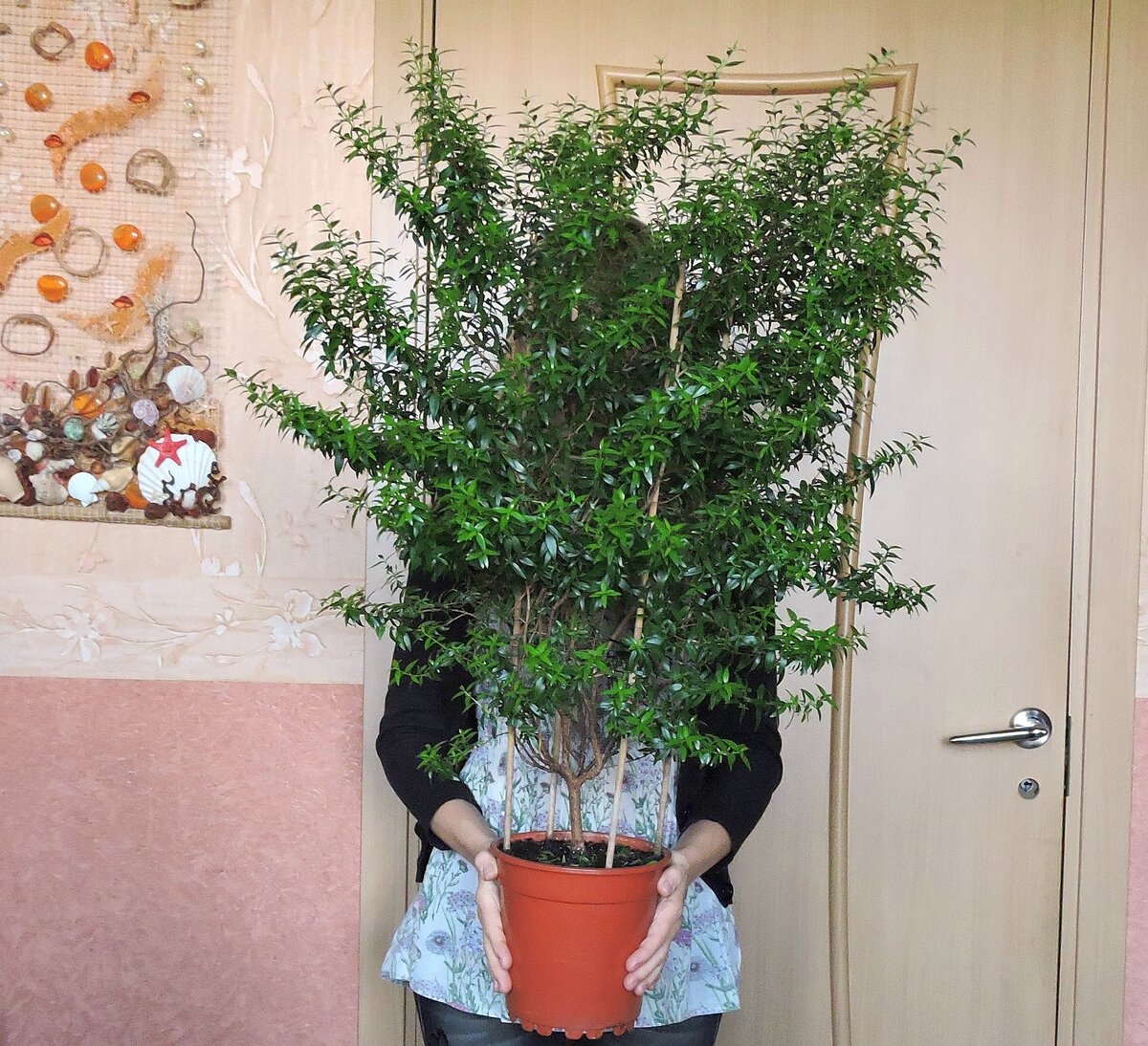Мой Мирт которому уже более 2 лет.