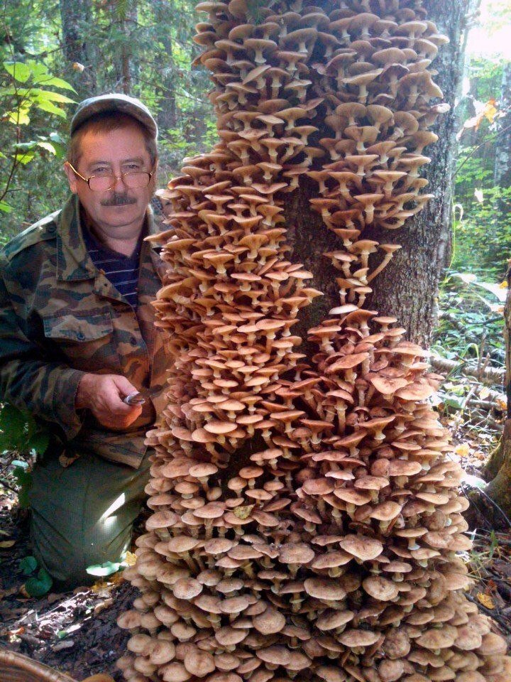 Сковородочник во всей красе. Яндекс картинки.