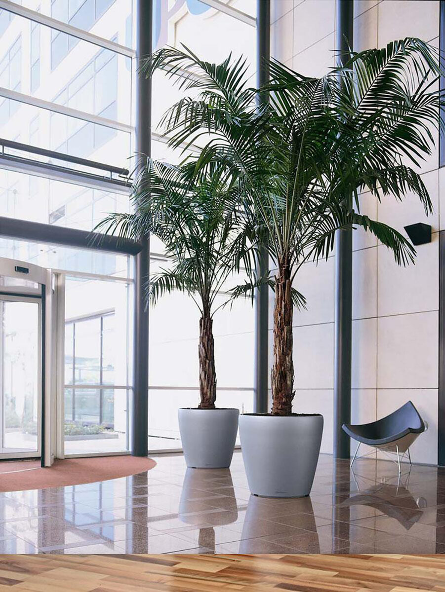 Спорить бесполезно — это уже пятая или шестая интернет-пальма, которую мама примеряет в свою комнату.