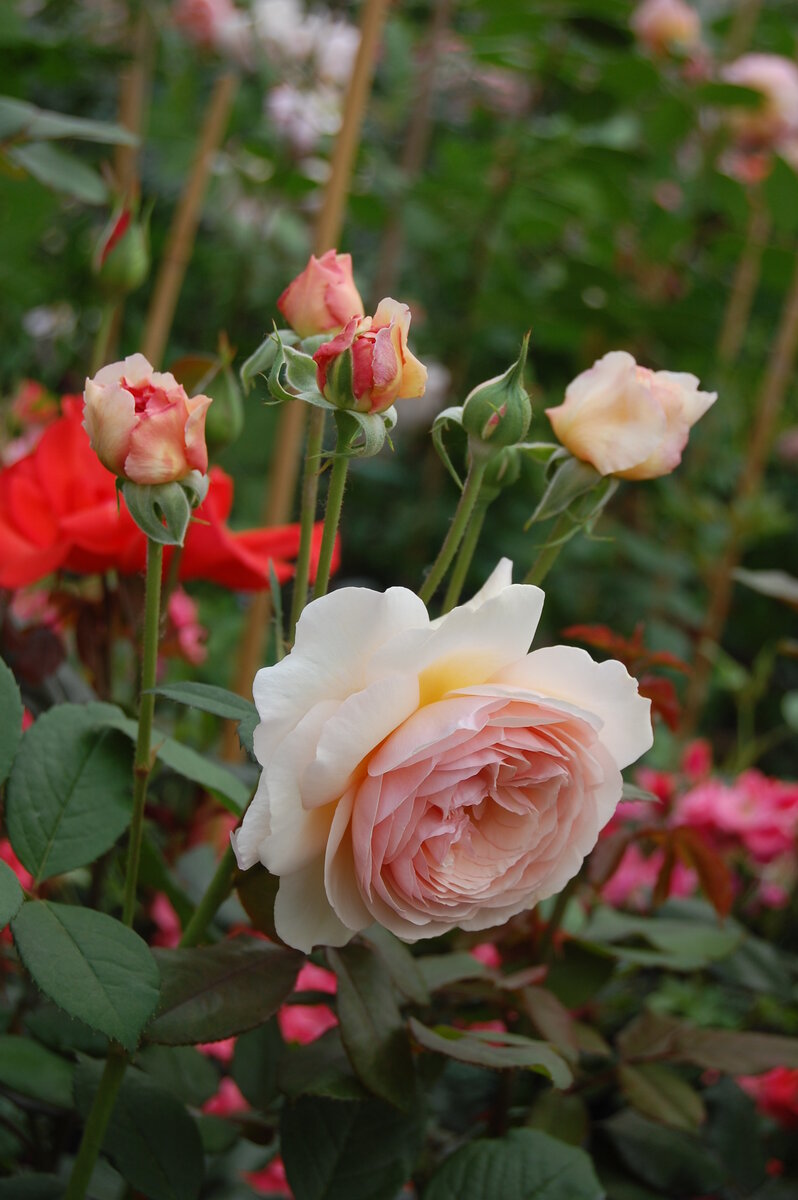 A Shropshire Lad (AUSled, Э Шропшие Лэд)