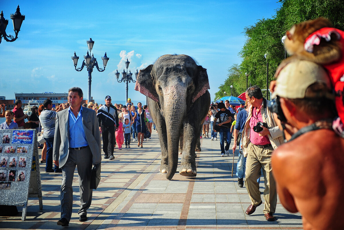 Фото: Сергей Орлов (Look at Vladivostok)