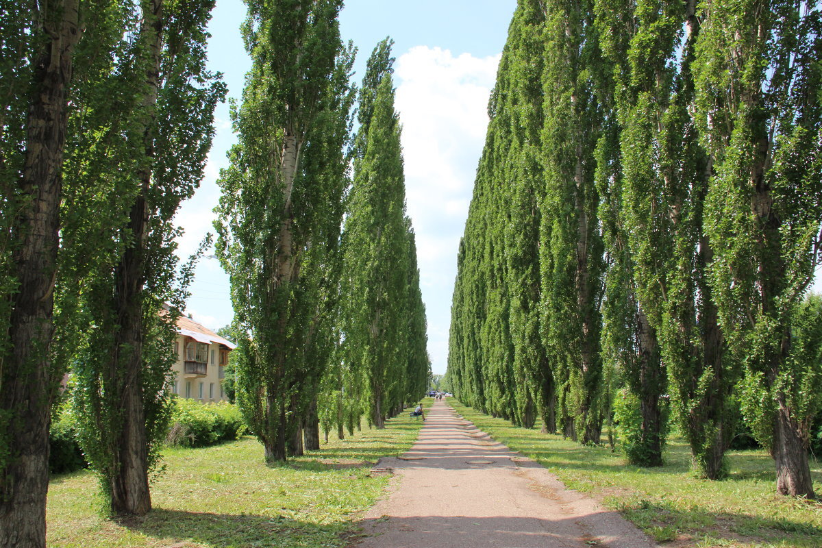 Тополиная аллея