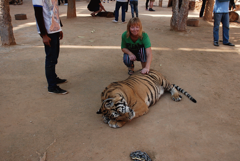 Погладить тигра — очень страшно!
