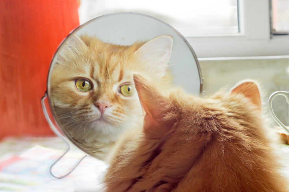 Скажи-ка зеркальце мне... (фото Яндекс.Картинки)
