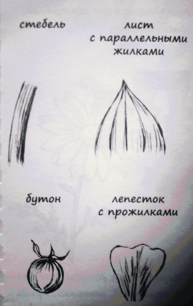 Элементы цветка🏵️